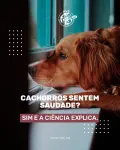 Já reparou como seu pet reage quando você chega em casa?
Isso é mais do que empolgação, é amor puro.
⠀
💬 Valorize esses laços. Eles duram pra sempre.
⠀
📍 Cuidamos do seu pet com o mesmo amor que você sente por ele.
⠀
\#PetAma #CachorroSenteSaudade #VeterináriaAfetiva #HospitalVeterinárioSP #ZonaNorteSP