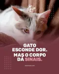 Gatos são mestres em esconder dor.
Mas com olhar atento e consulta periódica, é possível cuidar com segurança.
⠀
🐱 Traga seu felino para uma avaliação de rotina.
⠀
📍 Atendimento especializado em gatos na Zona Norte de SP.
⠀
🐾 #GatoSaudável #SaúdeFelinA #VeterináriaDeGatos #HospitalVeterinárioSP #ZonaNorteSP