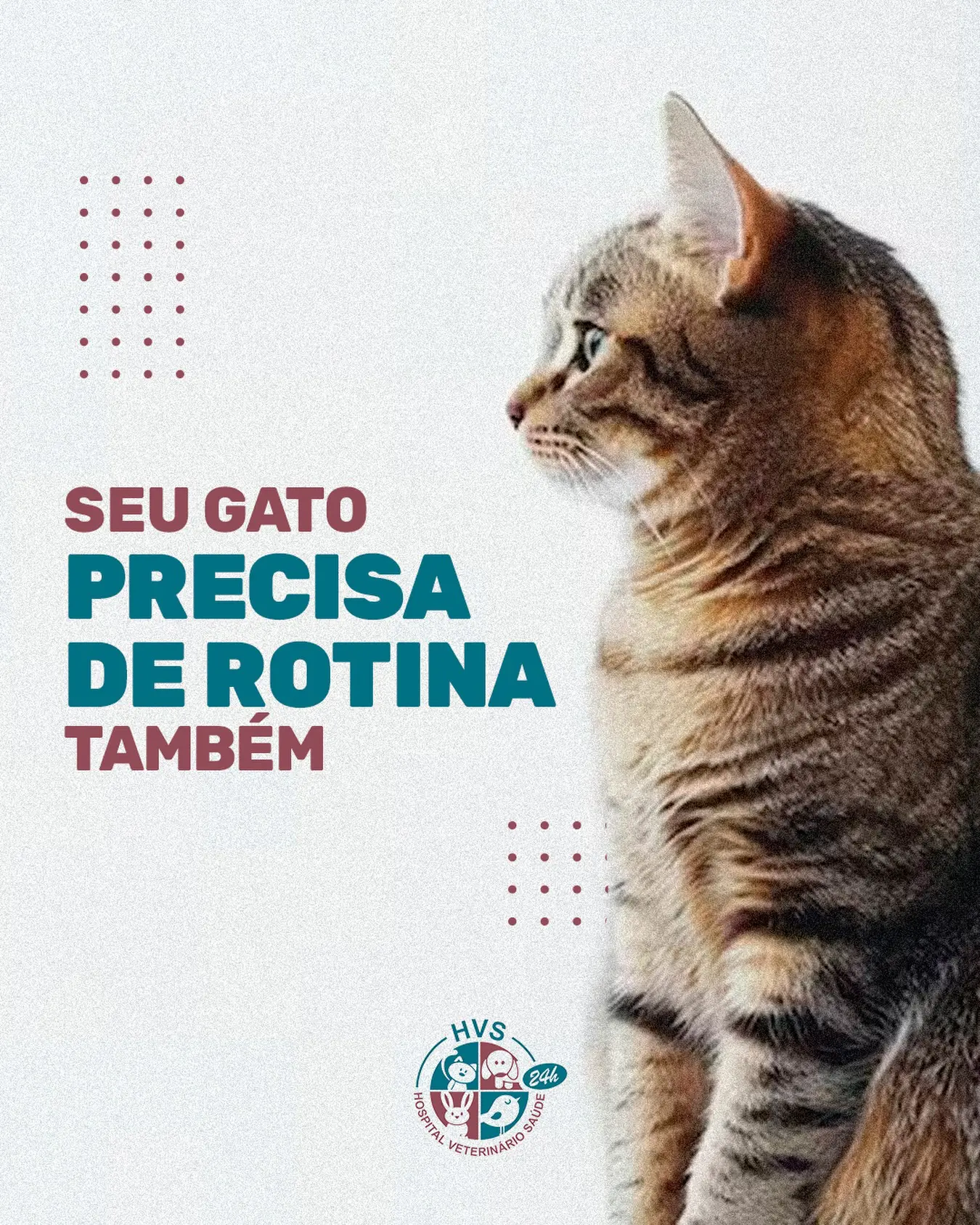 🐱 Gatos amam rotina.
⠀
E saúde também se constrói com constância.
⠀
💬 Marque check-ups regulares para seu felino.
⠀
#SaúdeFelinA #GatoSaudável #VeterináriaSP #HospitalVeterinárioSaúde #ZonaNorteSP