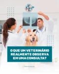 Uma consulta veterinária envolve muito mais do que uma avaliação rápida.
Cada detalhe observado ajuda a construir um diagnóstico preciso sobre a saúde do animal.
Por isso consultas regulares são tão importantes.
#ConsultaVeterinaria #HospitalVeterinarioSaude