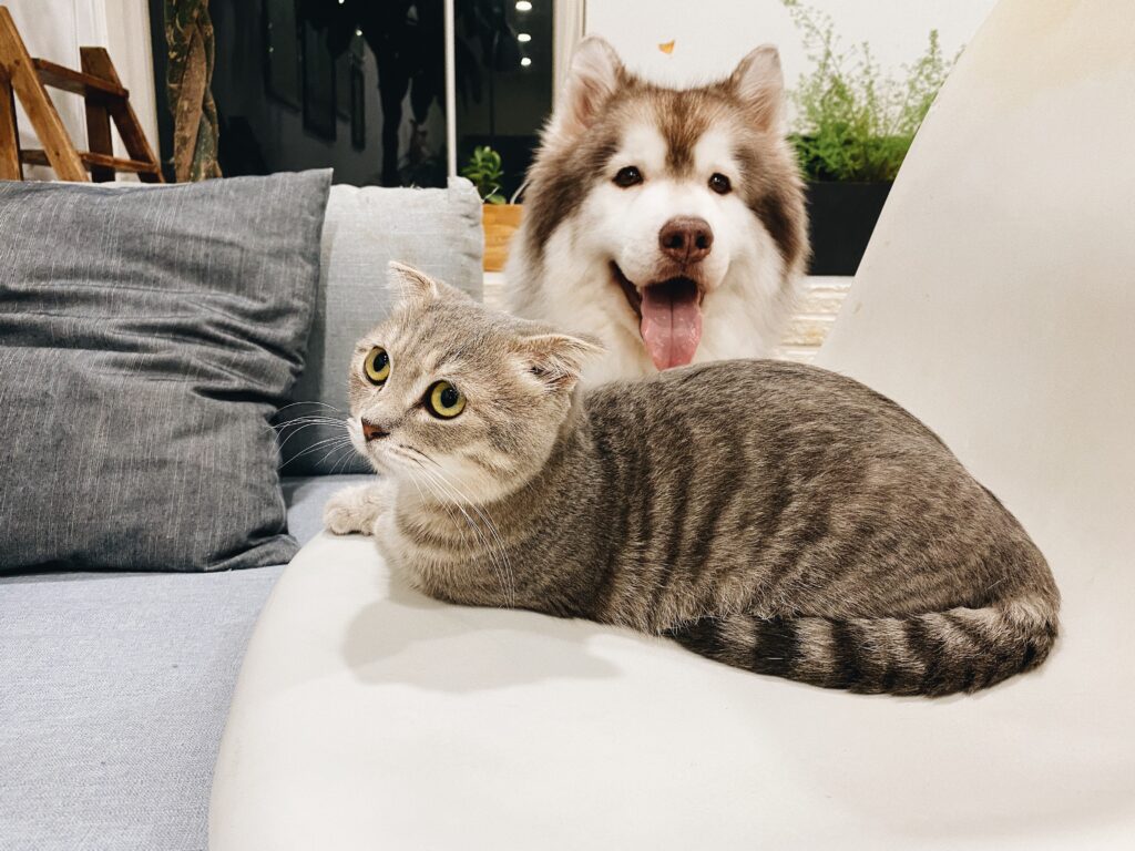 Fungos Oportunistas em gatos