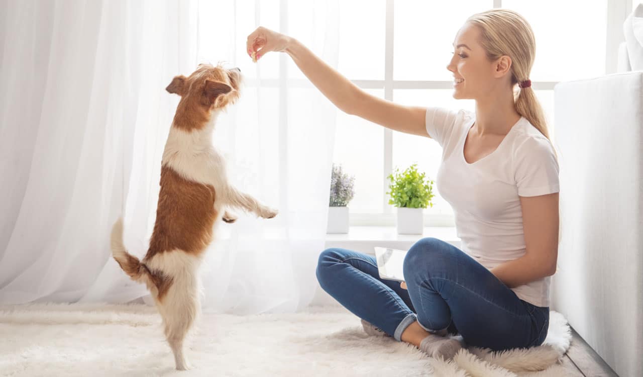 Tutora oferecendo petisco a cão em casa