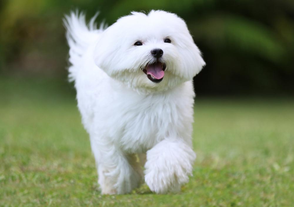 Cão branco de pelo longo correndo sobre gramado