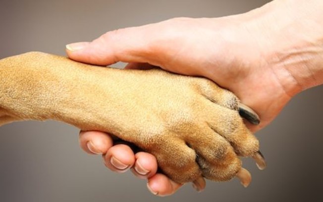 Mão humana segurando a pata de um cão com unhas visíveis