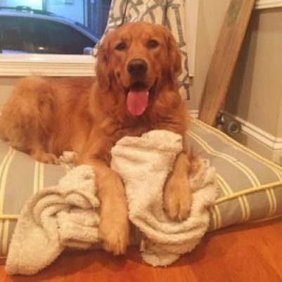 Golden Retriever deitado sobre cobertores