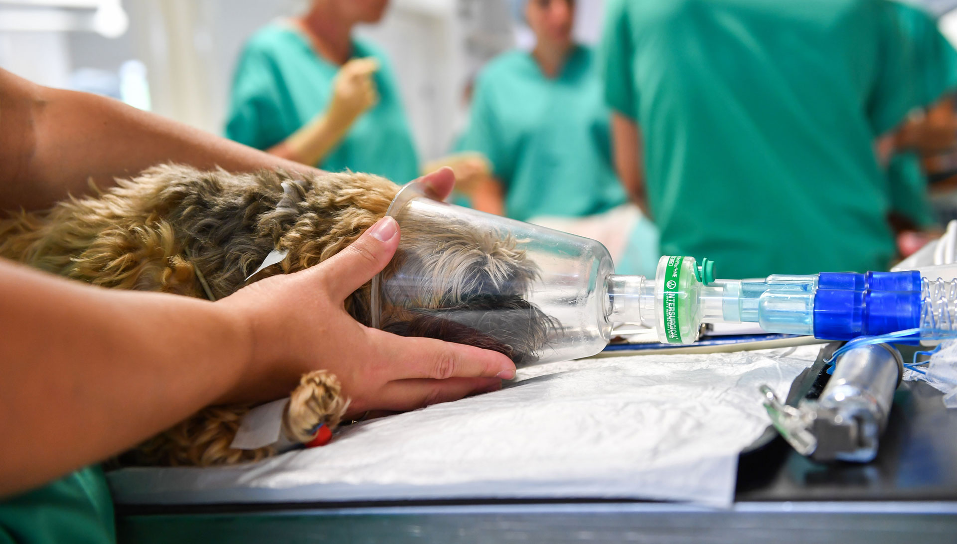 Cão recebendo ventilação por tubo durante procedimento veterinário, com profissionais ao fundo
