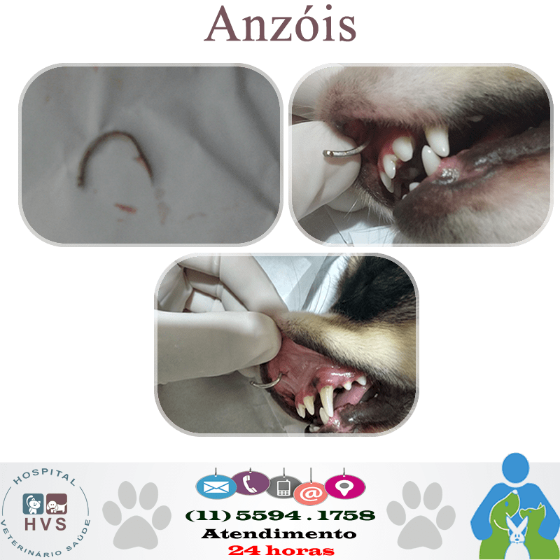 Infográfico mostra anzóis e risco de ferimentos na boca de cães e gatos
