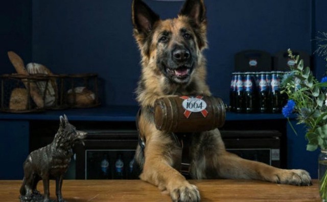 Cão pastor-alemão atrás de balcão com pequeno barril no pescoço