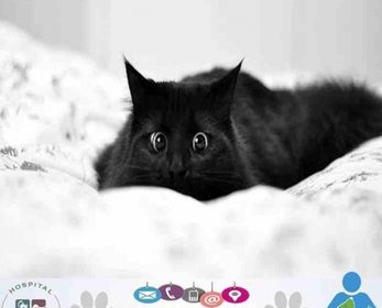 Gato preto deitado em tecido claro, com ícones gráficos na base da imagem