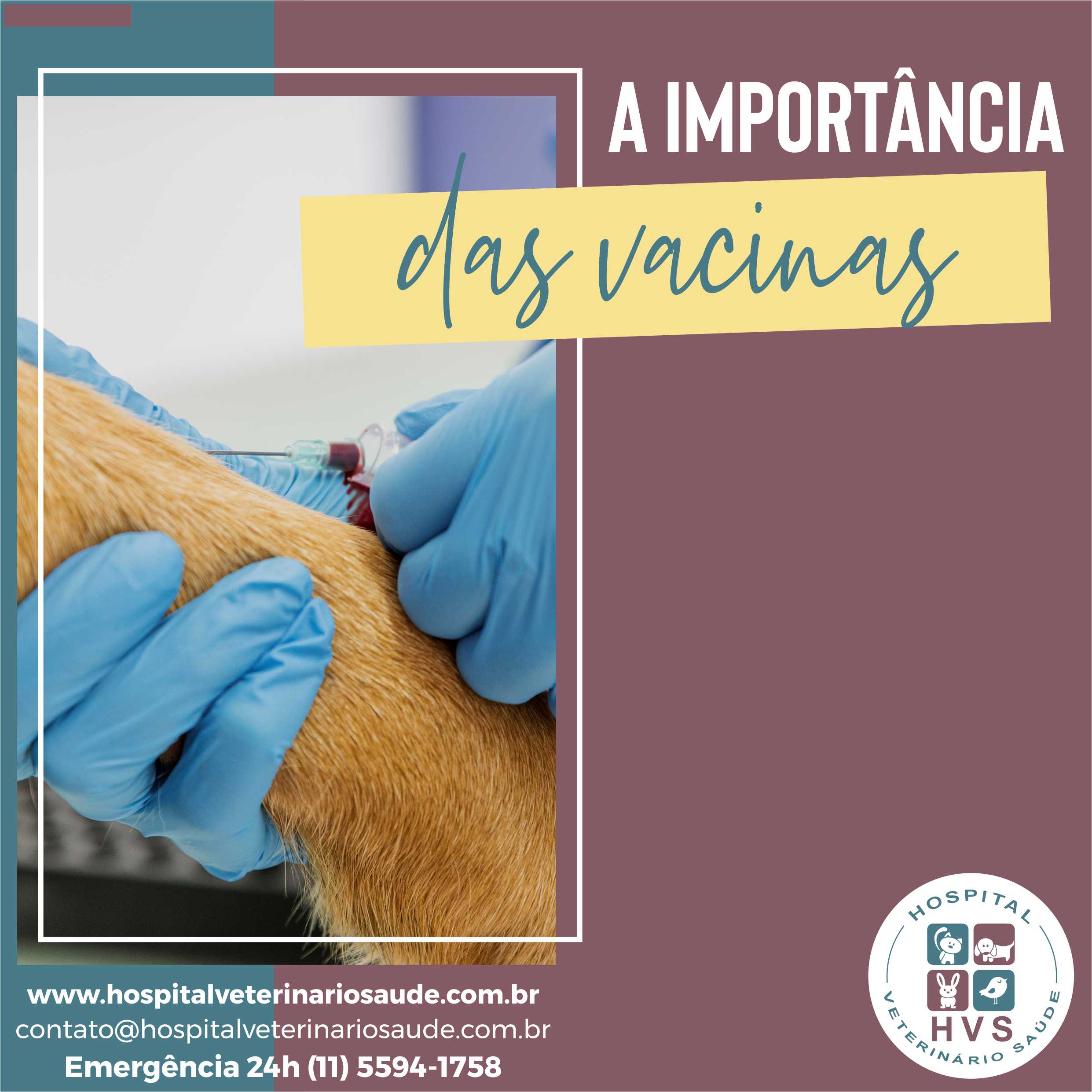 Arte do Hospital Veterinário Saúde com aplicação de vacina em cão e o texto A importância das vacinas