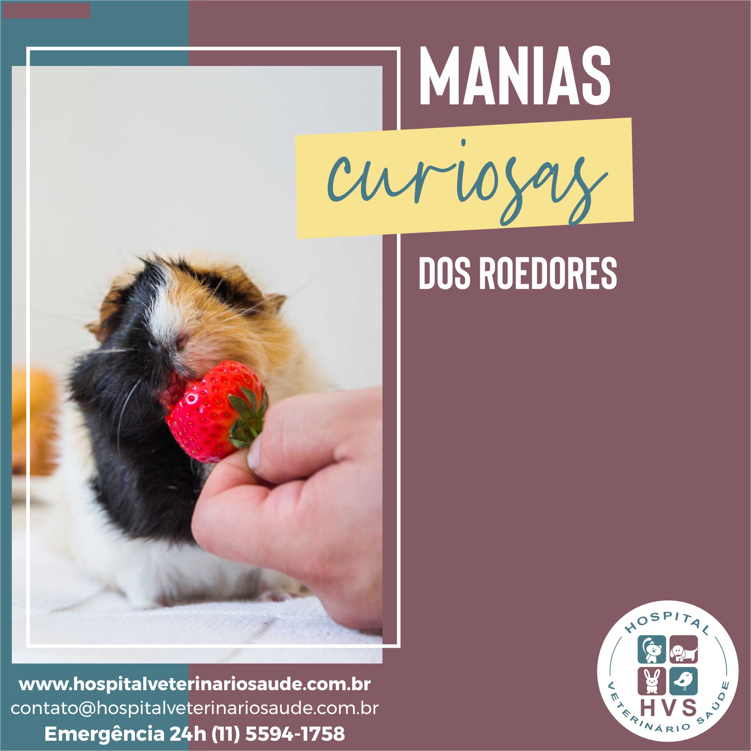 Arte do Hospital Veterinário Saúde com porquinho-da-índia recebendo um morango e o texto Manias curiosas dos roedores