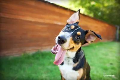 QUEBRA CABEÇA CACHORRO PRIMEIRA PARTE  Quebra cabeça, Cachorro,  Necessidades especiais