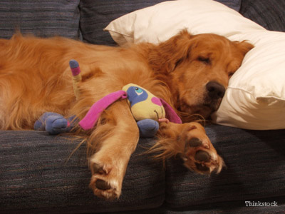 cãesonhamounão