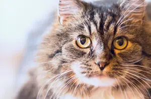 causas de doença renal em gatos