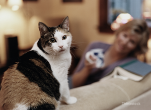 doença renal em gatos
