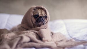 doenças respiratórias em cães