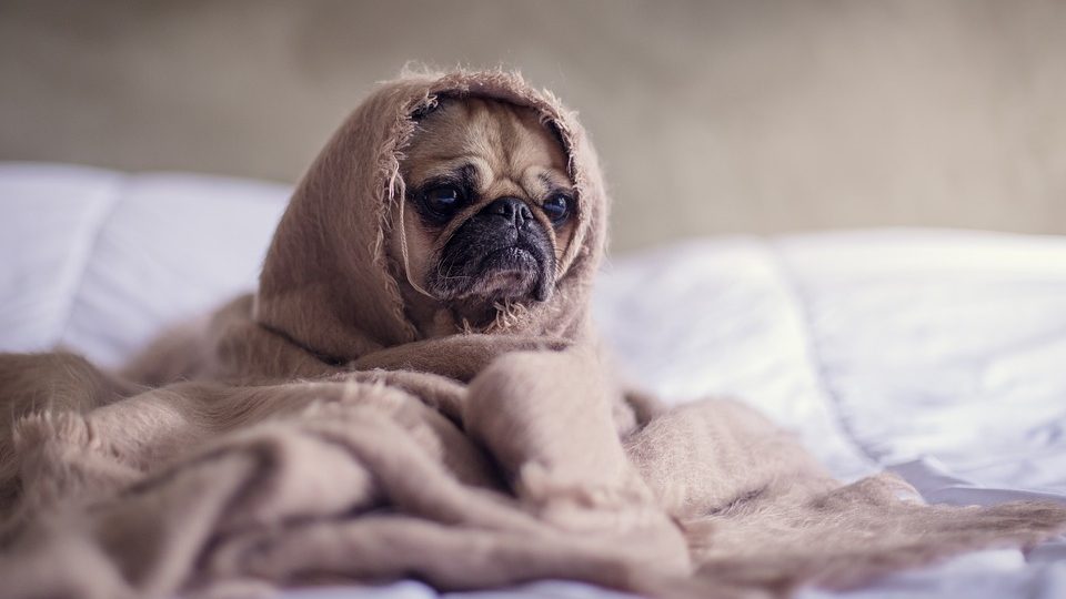 doenças respiratórias em cães