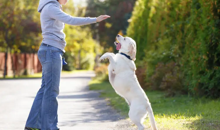 aprender como adestrar um cachorro em casa