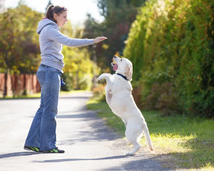 aprender como adestrar um cachorro em casa