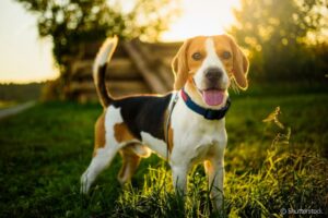 beagle hospital veterinario