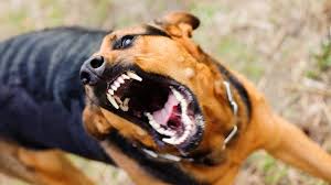 cãos agressivos hvs