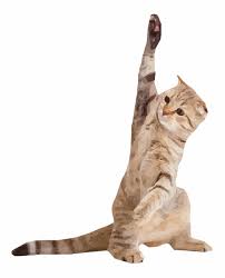 perda de peso em felinos