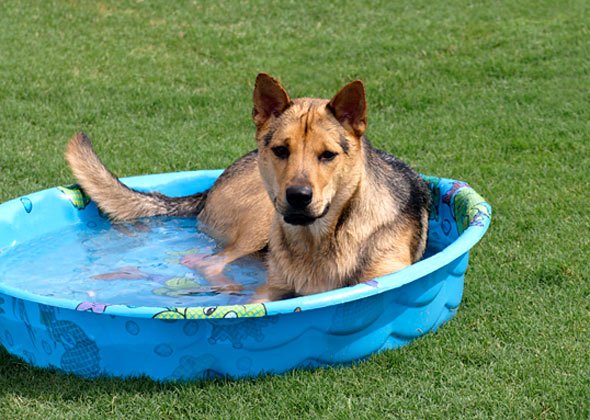 desidratação em caes hospital veterinario