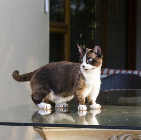 gatos filhotes