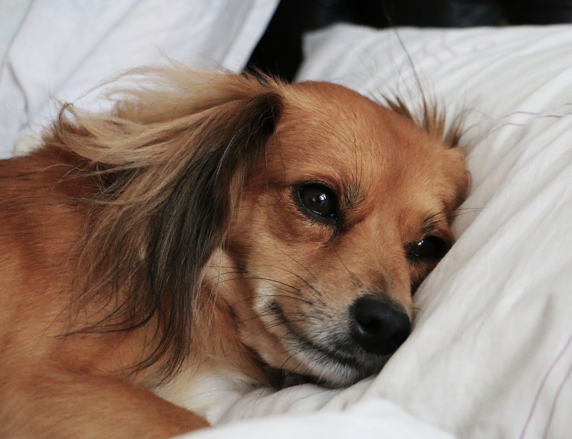 Cão idoso