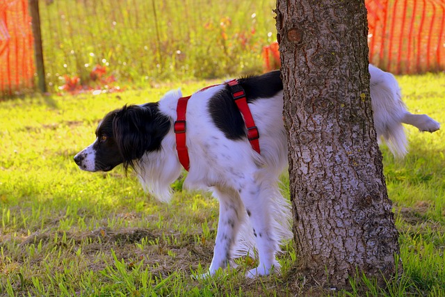 Porque Cães Urinam Menos no Inverno