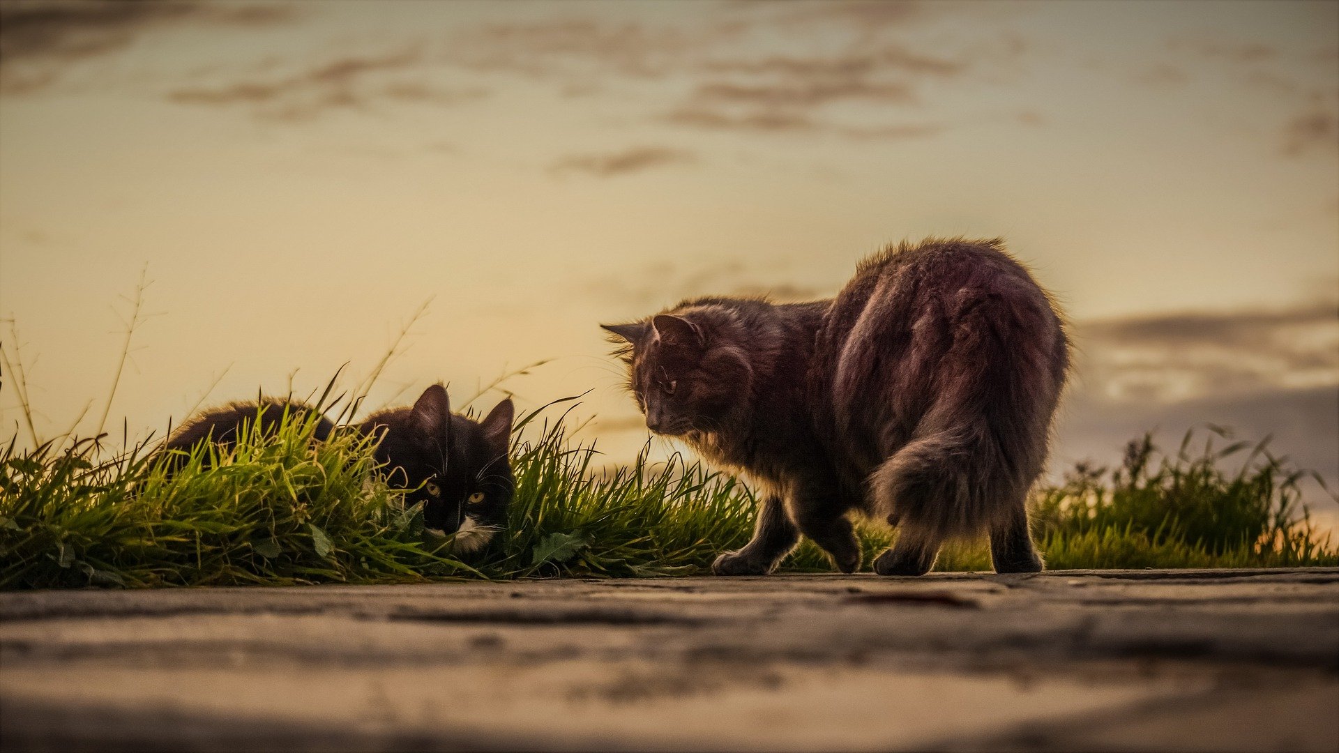 Gato com Ferida