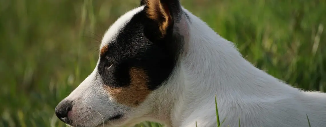 Cão vomitando espuma branca