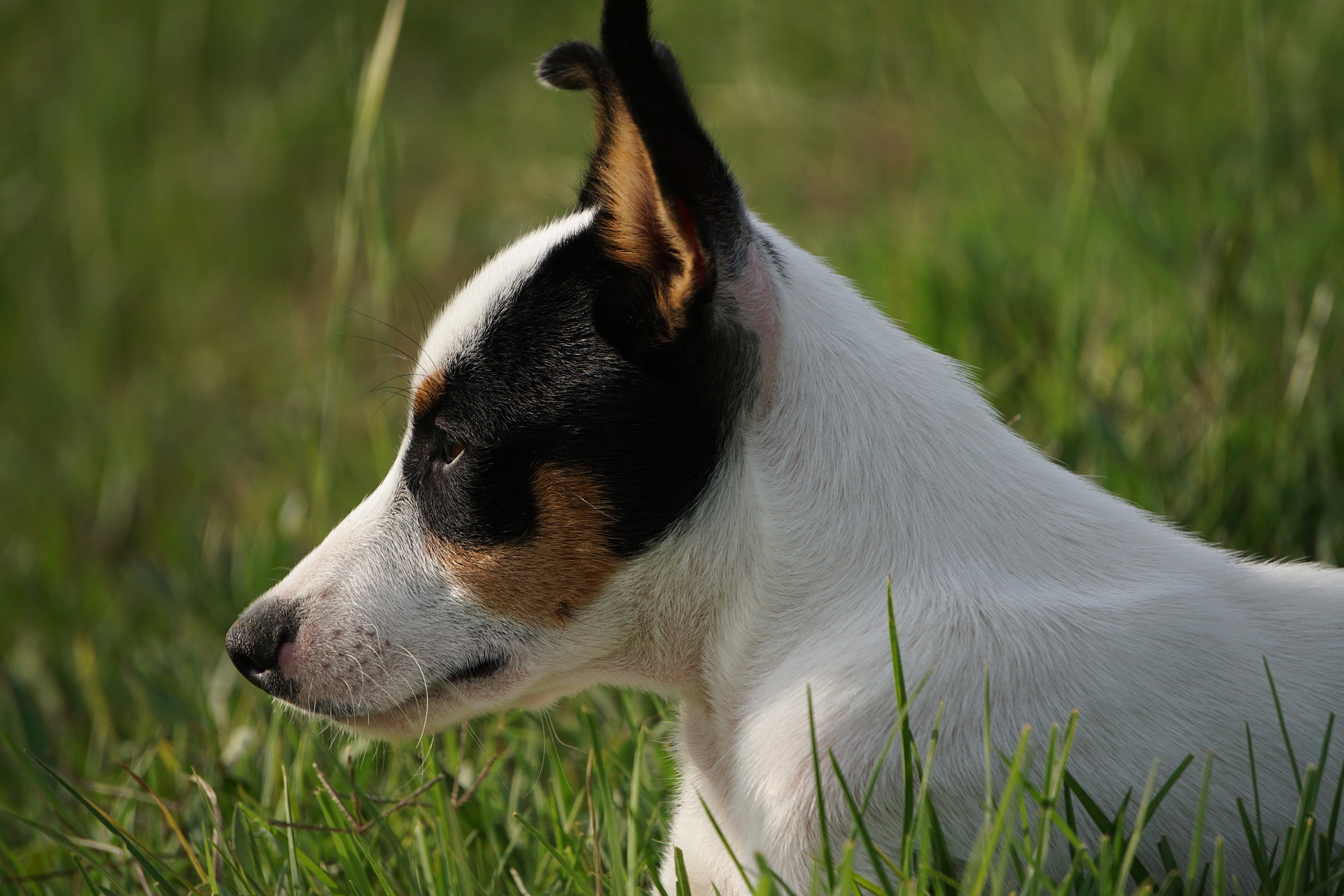 Cão vomitando espuma branca