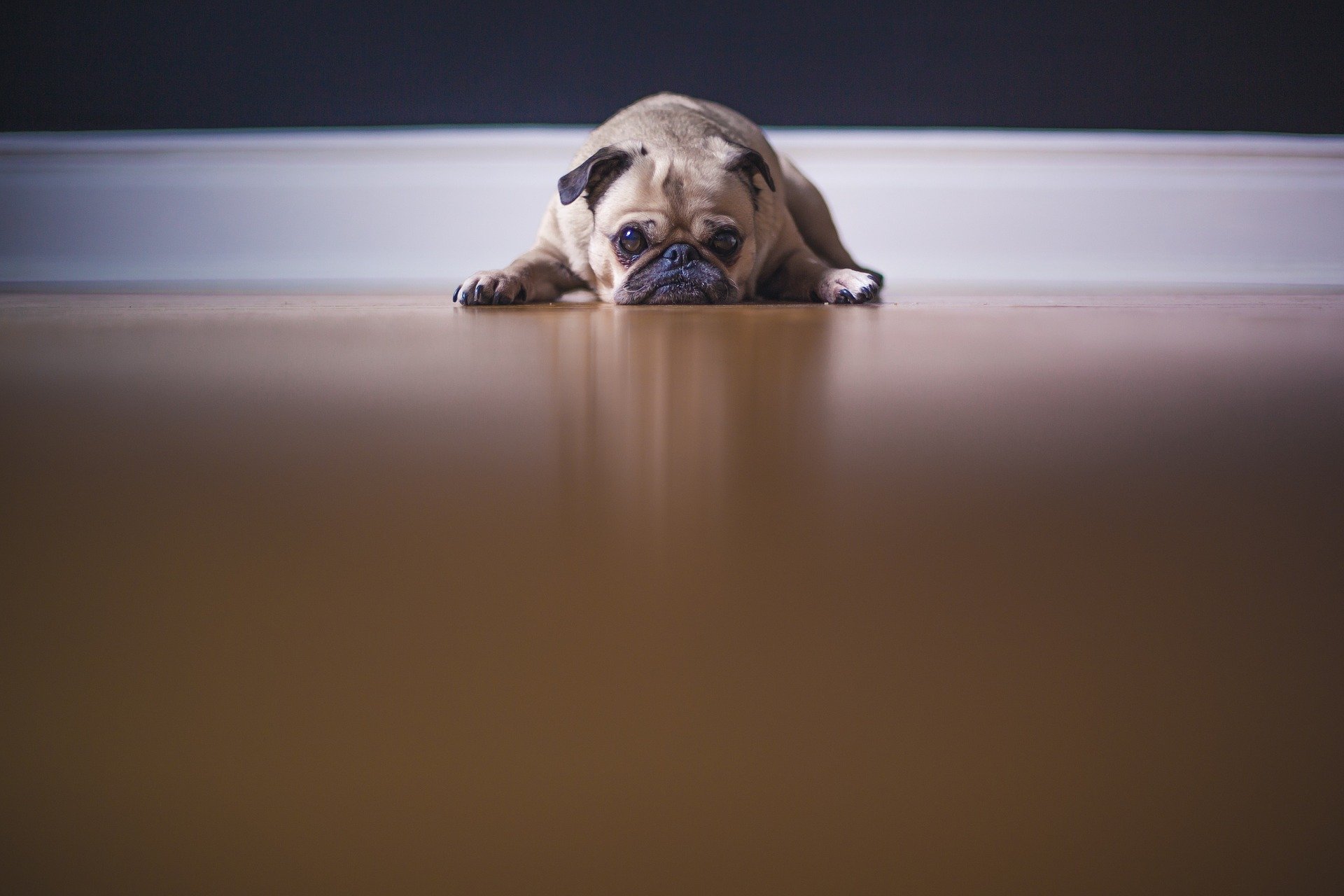 Úlcera gástrica em cães , conheça mais sobre o problema