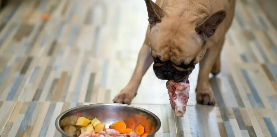 Cachorro comendo rápido