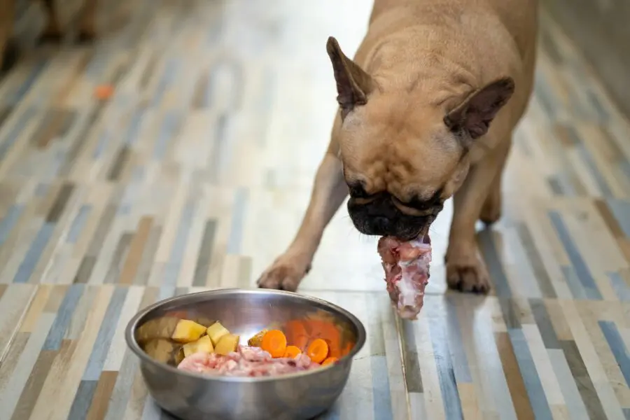 Cachorro comendo rápido