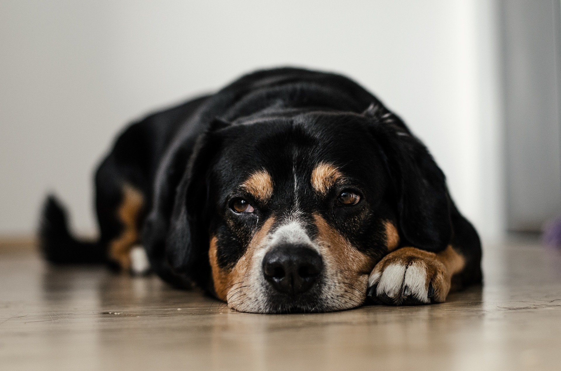 Câncer de próstata em cães