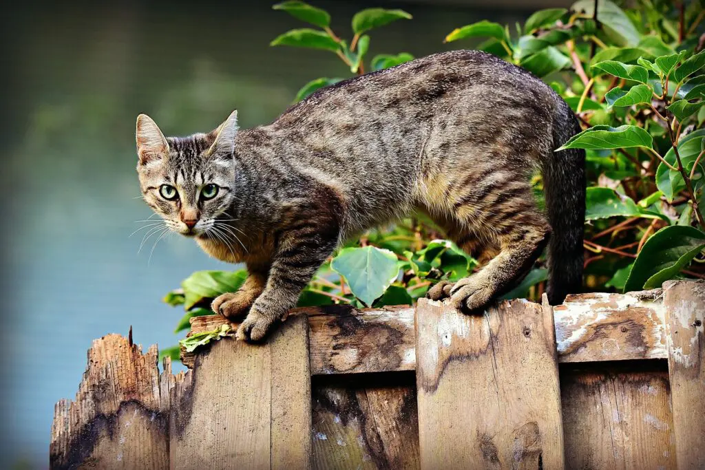 Inteligência dos Gatos