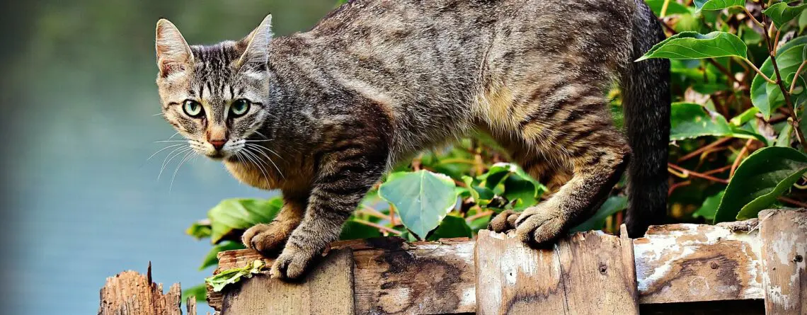 Gato Tremendo