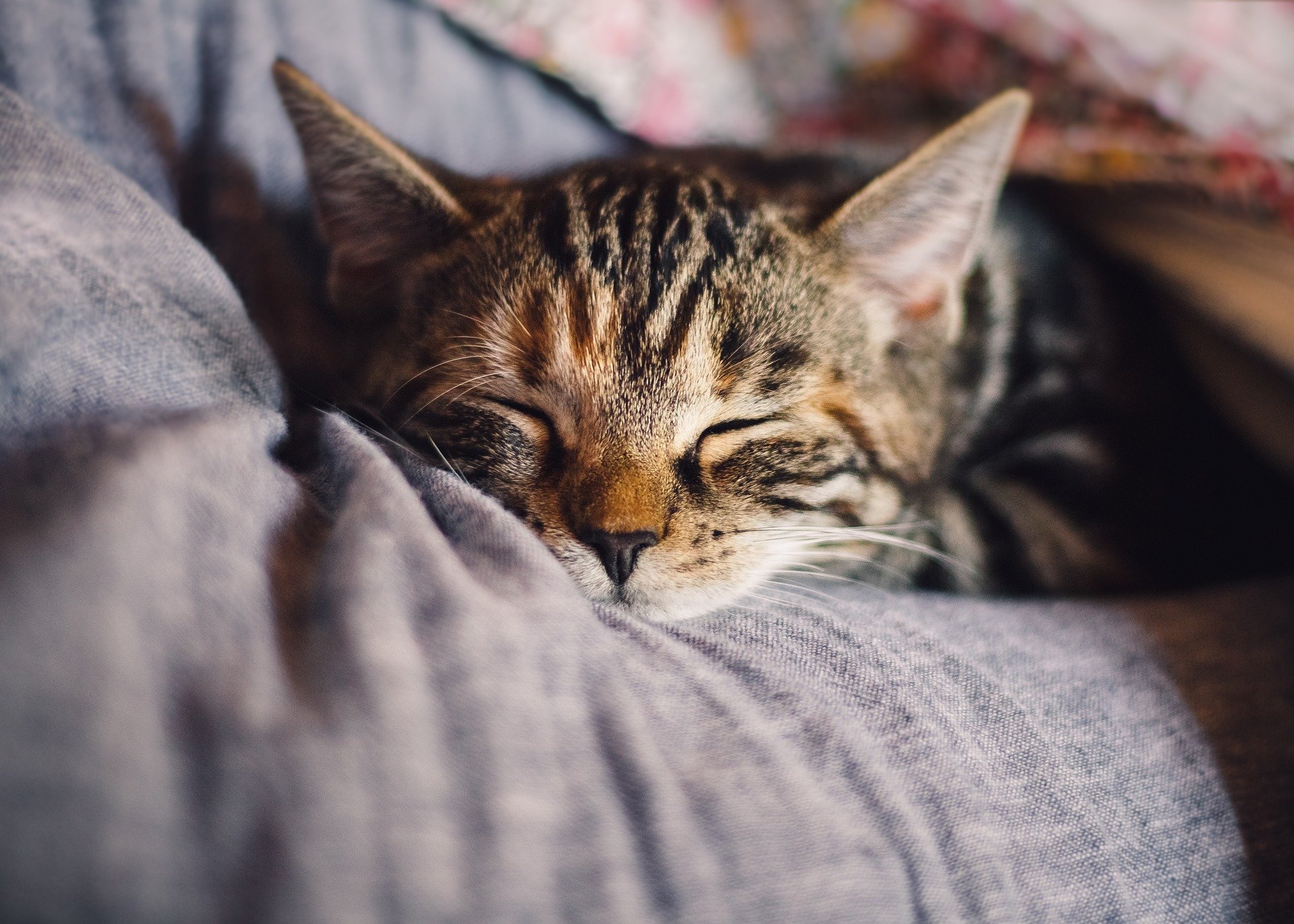 Dicas de saúde para gatos