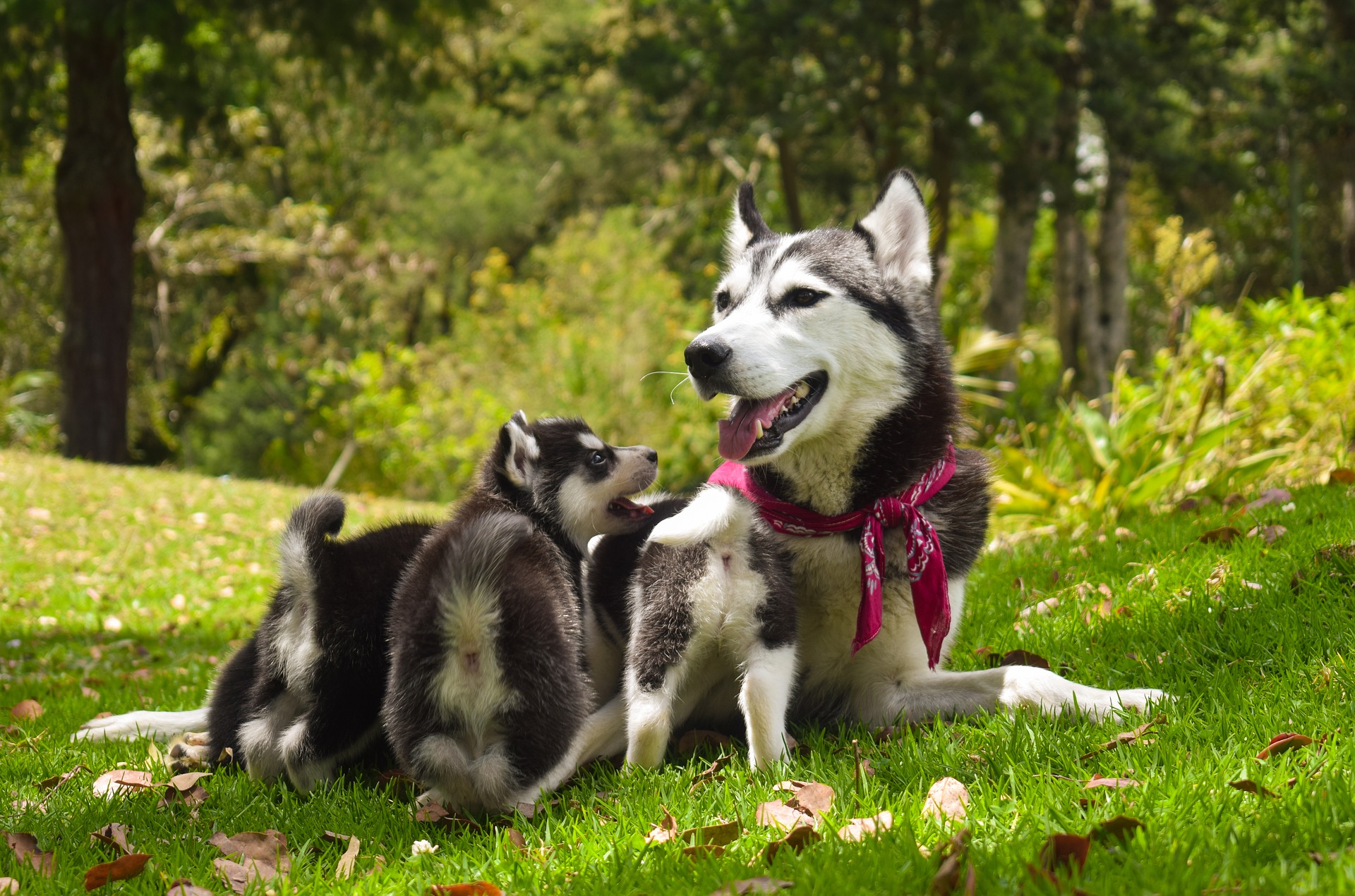 Cadela husky sentada na grama ao lado de dois filhotes