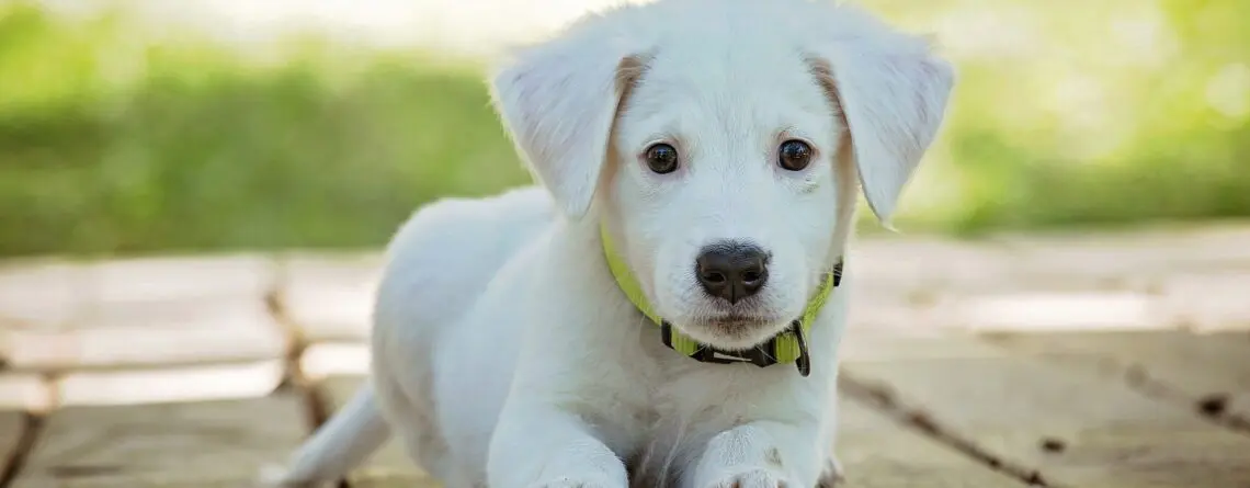 Principais Parasitas que Podem Afetar a Saúde do seu Cão