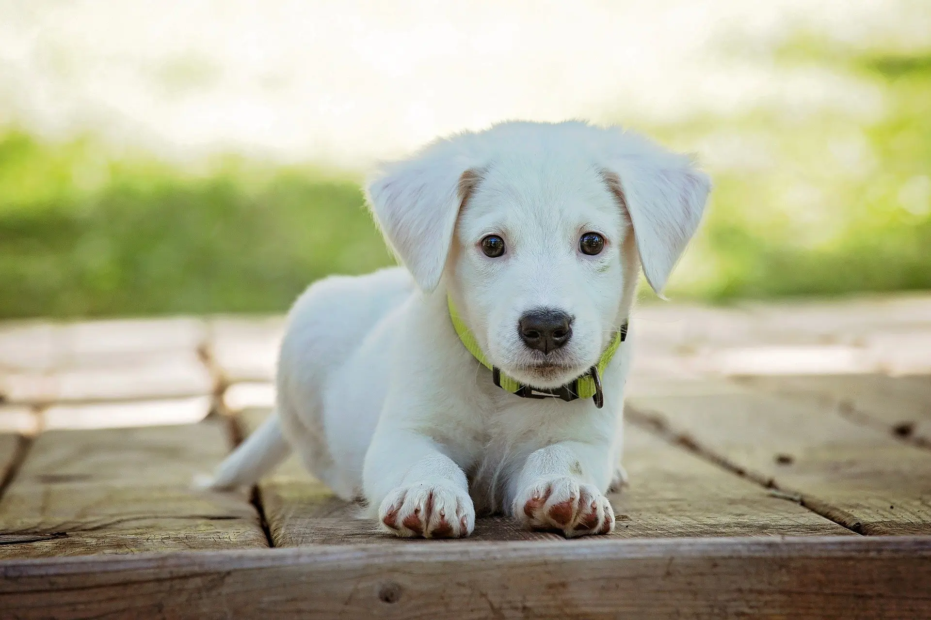 Principais Parasitas que Podem Afetar a Saúde do seu Cão