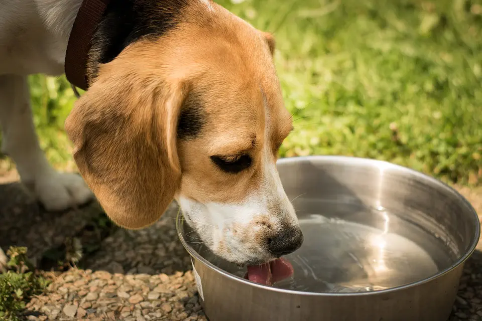 Cachorro bebe água e vomita