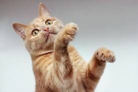 patinha dos gatos