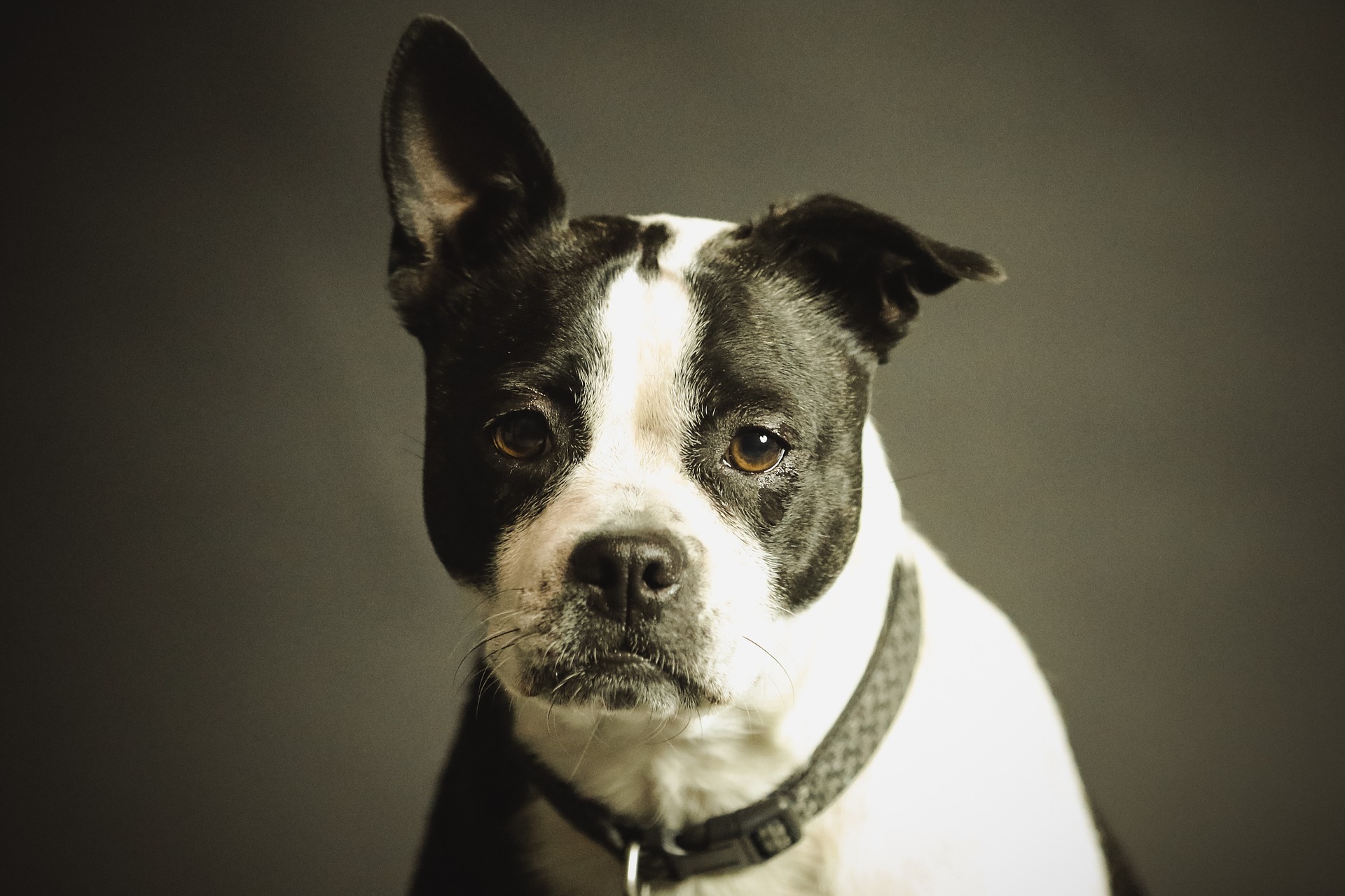 Retrato de cão preto e branco usando coleira, em fundo escuro