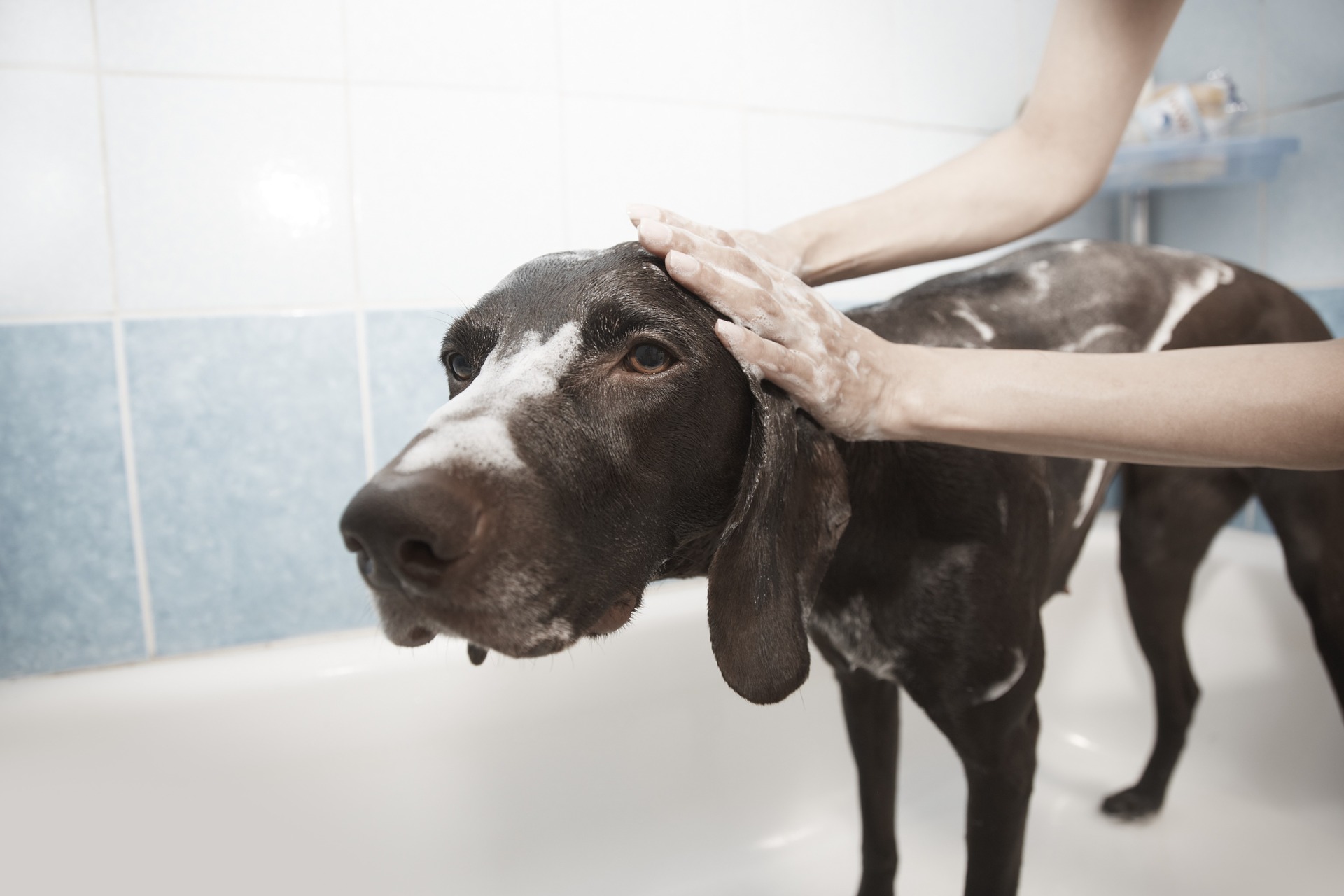 Banho no inverno para cães