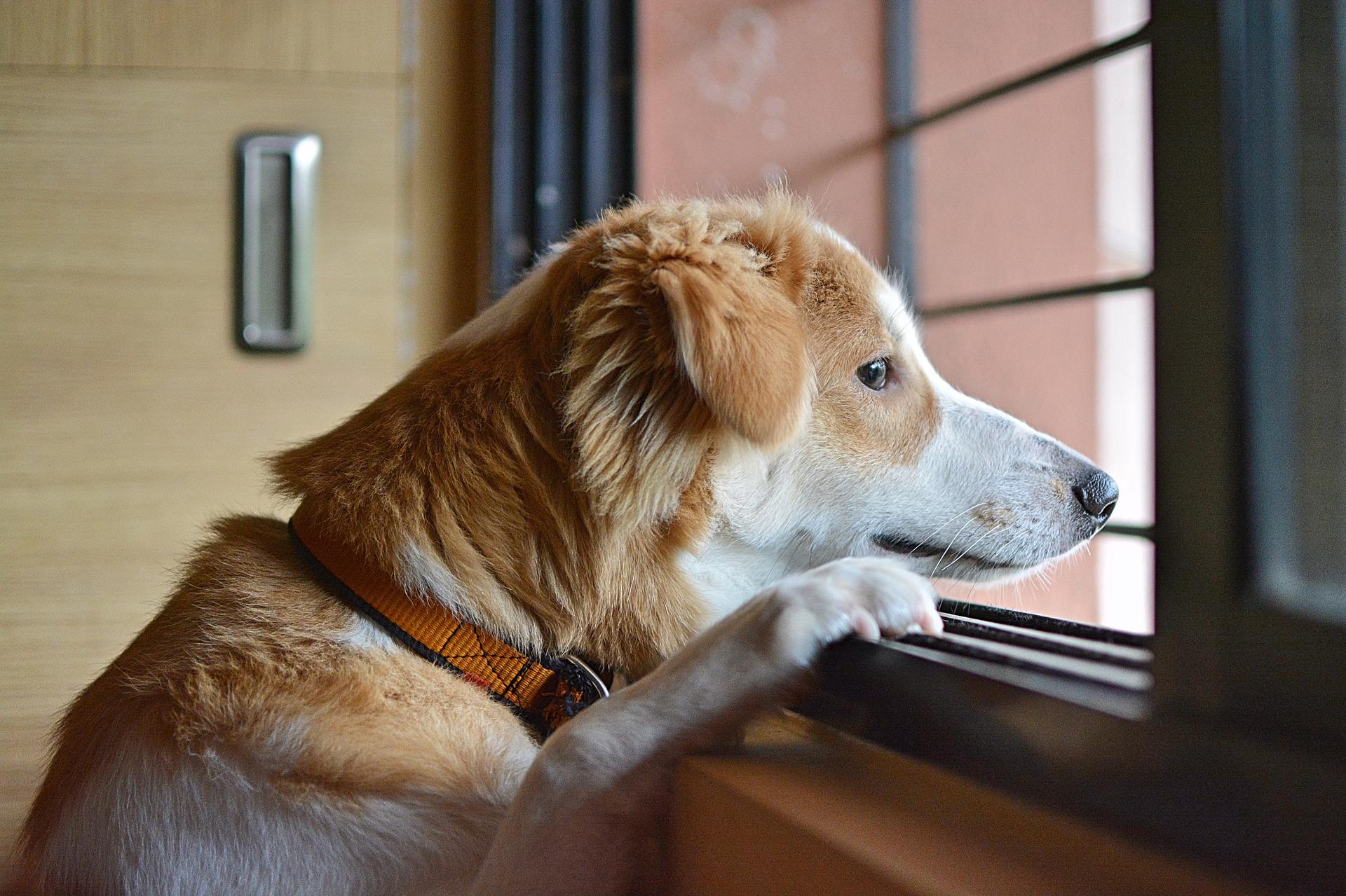 Atitudes que os cães odeiam