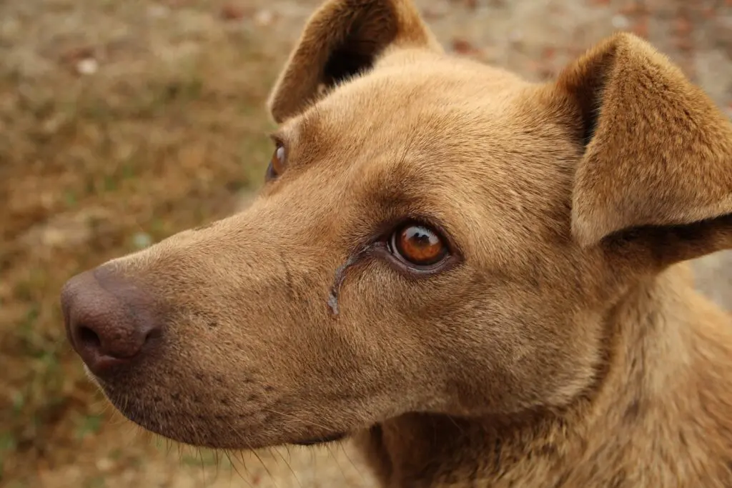 Megaesôfago em cães