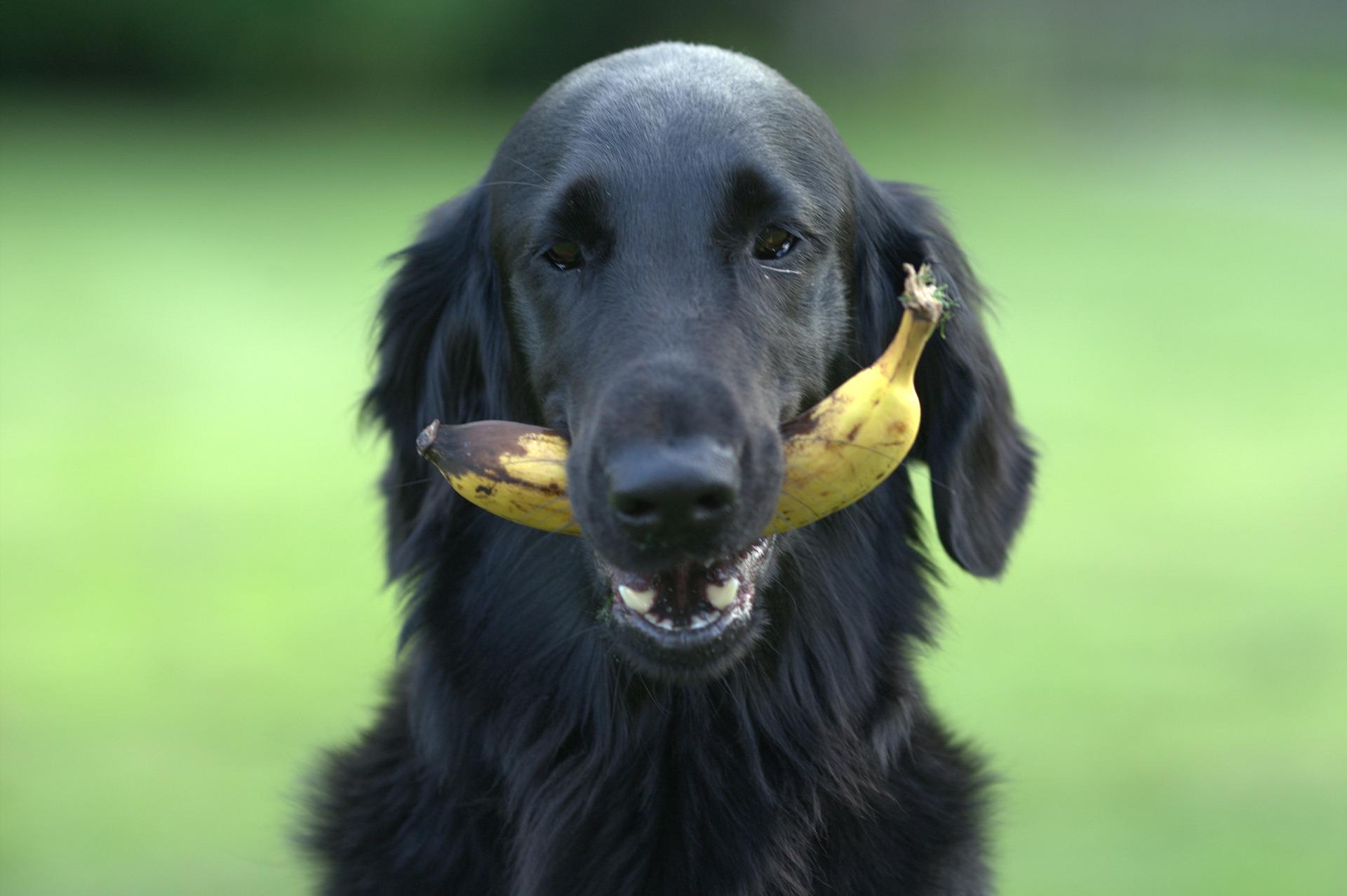 Cão preto de focinho grisalho olhando para a câmera em área externa